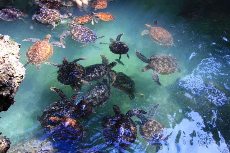 Massai village & Baraka turtules aquarium - A Closer Look at the Tour Itinerary