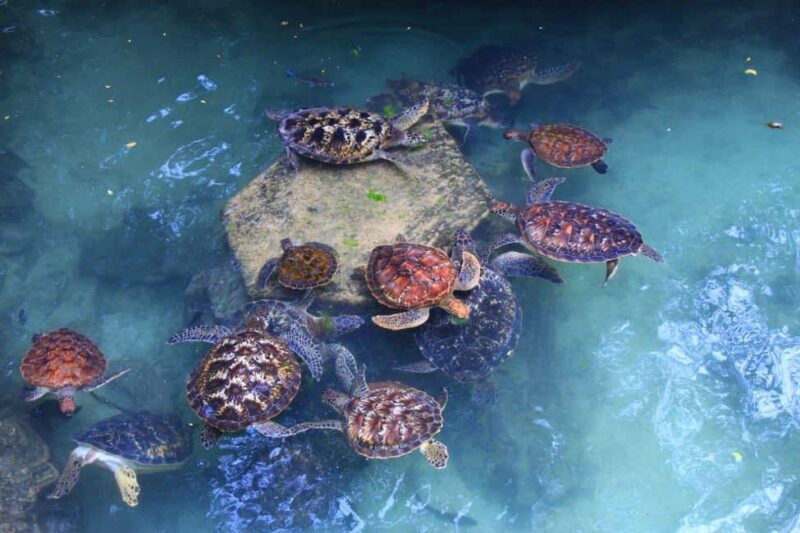 Massai village & Baraka turtules aquarium - The Experience Through Review Insights