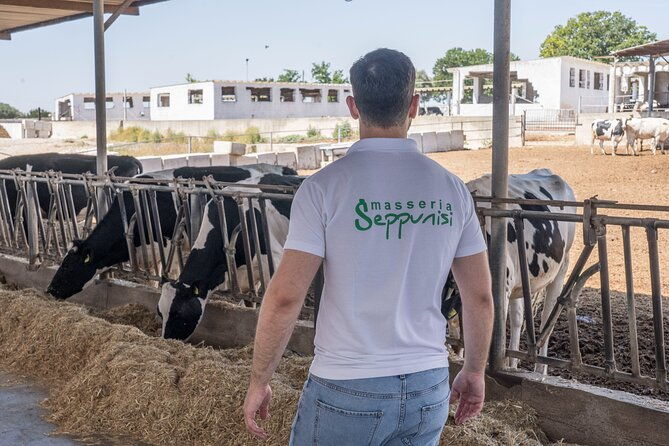 masseria-seppunisi-tour-mozzarella-and-burrata-experience