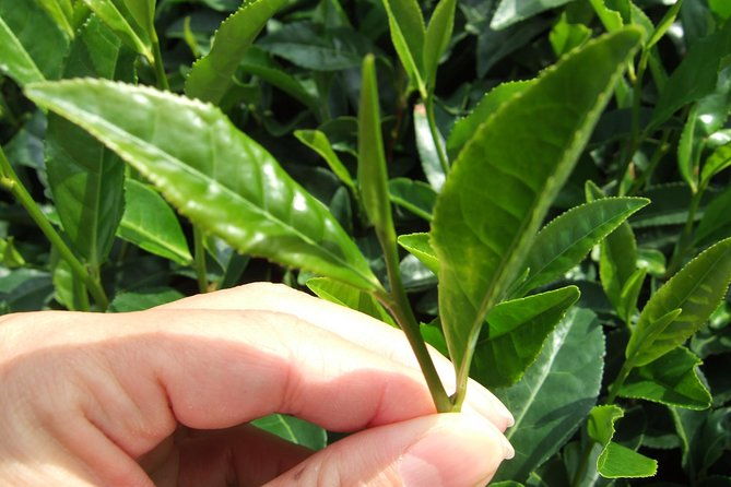 matcha-green-tea-plantation-and-matcha-factory-visit