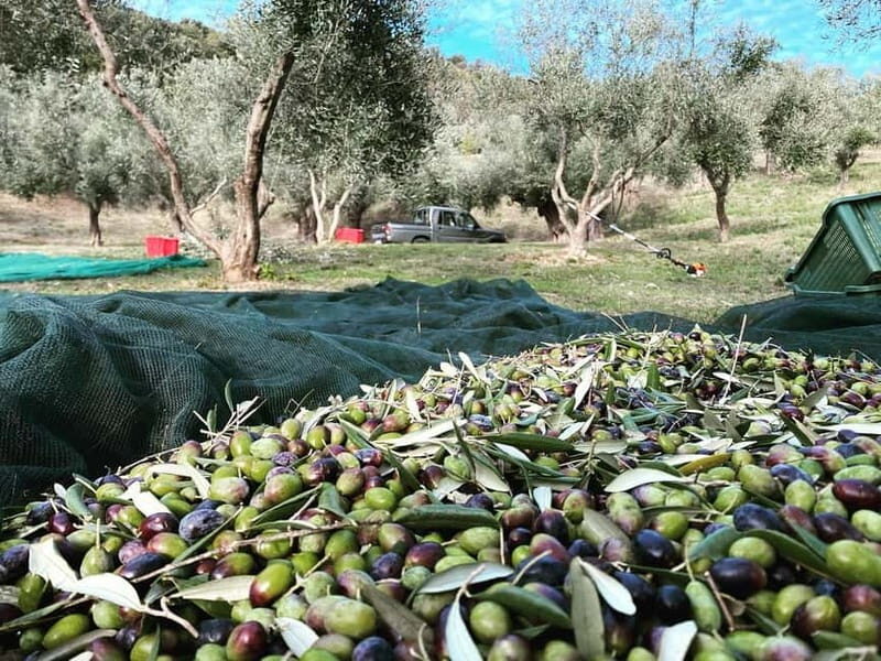 Matera: Olive harvest with brunch and visit to the mill - Discovering Basilicata’s Olive Heritage  