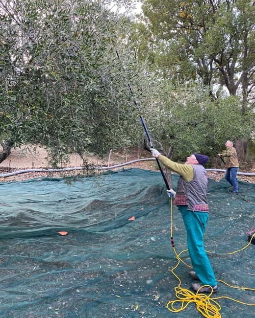 Matera: Olive harvest with brunch and visit to the mill - Practical Details and Tips for Your Visit  