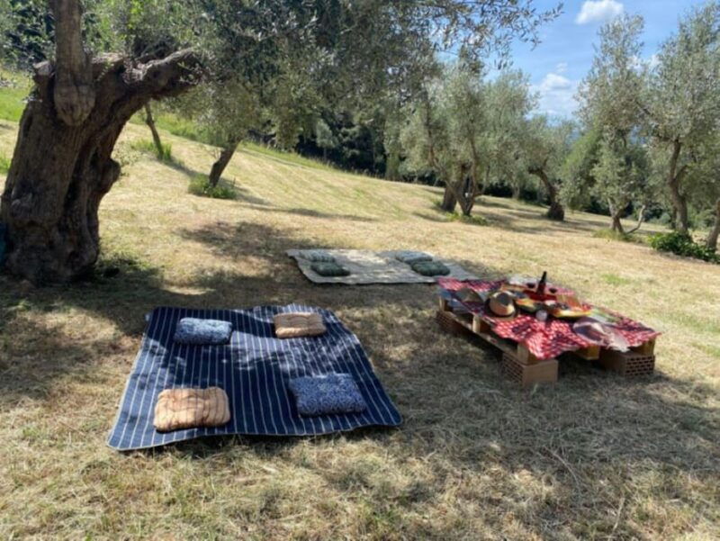 matera-pic-nic-under-the-centuries-old-olive-trees