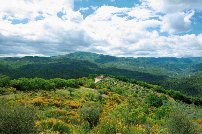 matera-pic-nic-under-the-centuries-old-olive-trees