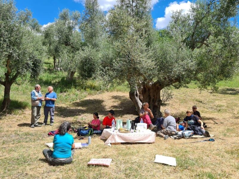 matera-pic-nic-under-the-centuries-old-olive-trees