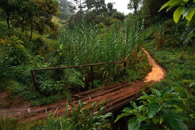 Materuni Waterfall Hike & Coffee Tour - Why This Tour Offers Great Value