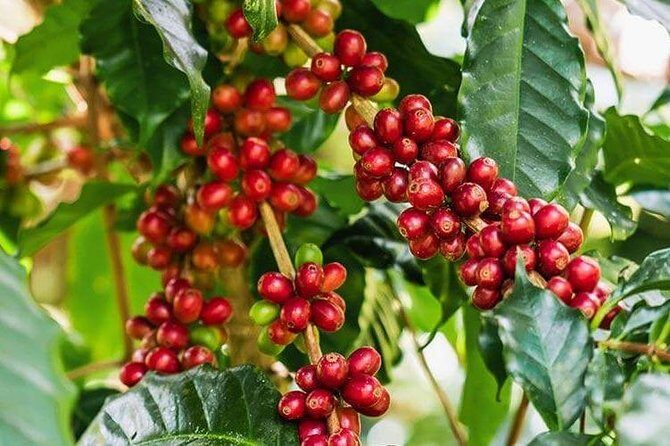 Materuni Waterfalls and Coffee Tour - An Inside Look at the Materuni Waterfalls and Coffee Tour