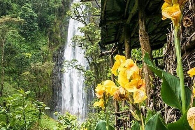 Materuni Waterfalls & Coffee Farm Tour - An In-Depth Look at the Materuni Waterfalls & Coffee Farm Tour
