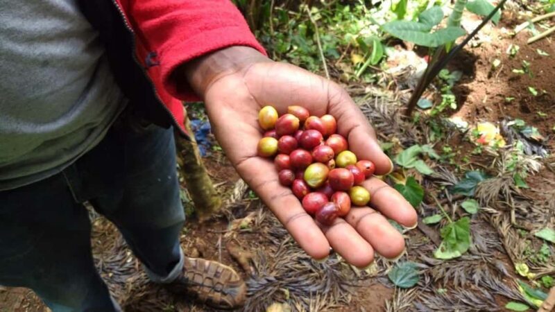 Materuni Waterfalls, Coffee & Hot Springs Day Tour - What’s Included and What to Expect