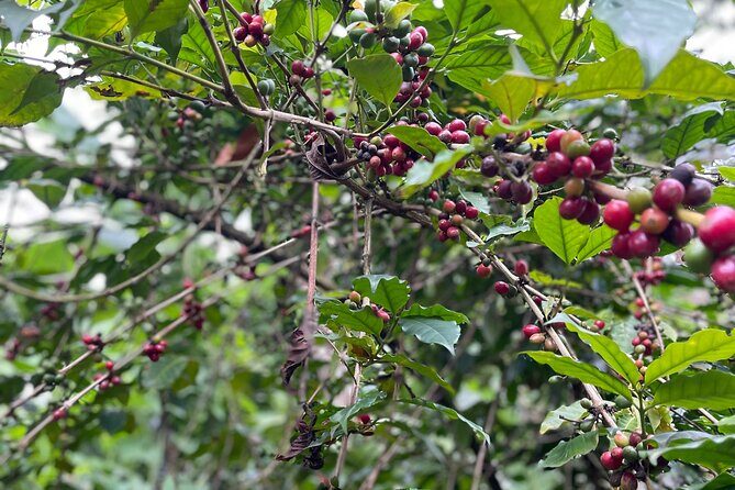 Materuni Waterfalls & Coffee Tour - Who is This Tour Best For?