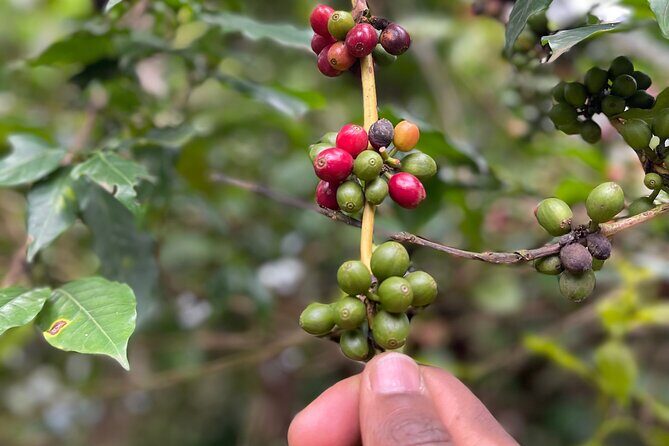 Materuni Waterfalls & Coffee Tour - FAQ