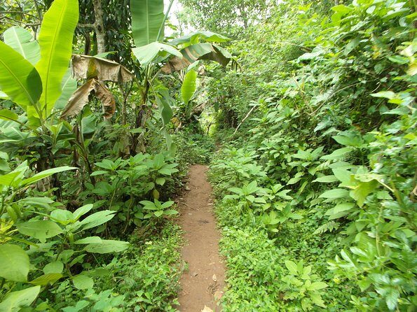 Materuni Waterfalls & Coffee Tour from Moshi - Final Thoughts