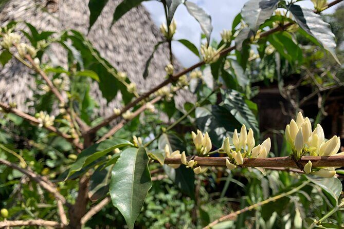 Materuni Waterfalls Hiking Tour with Coffee and Traditional Meal - Highlights from Reviewer Feedback
