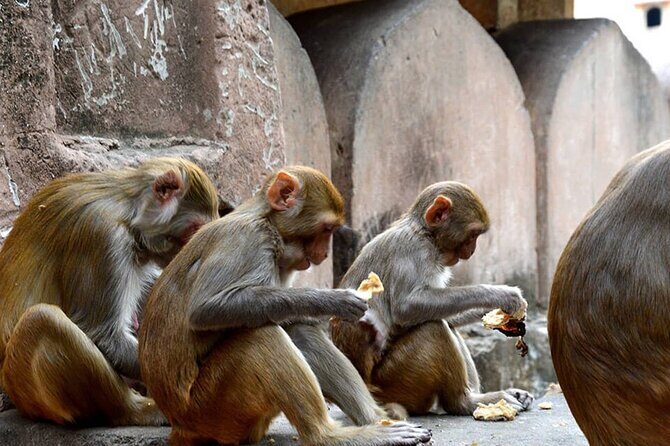 Mathura Excursion from Agra - An In-Depth Look at the Mathura Excursion