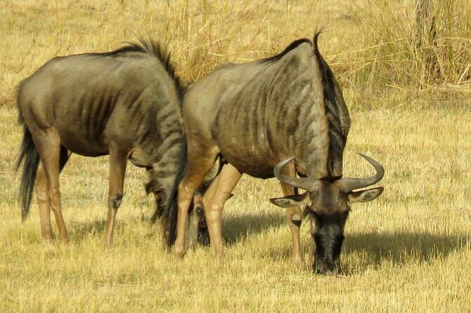 Matobo Rhino Encounter - Final Thoughts