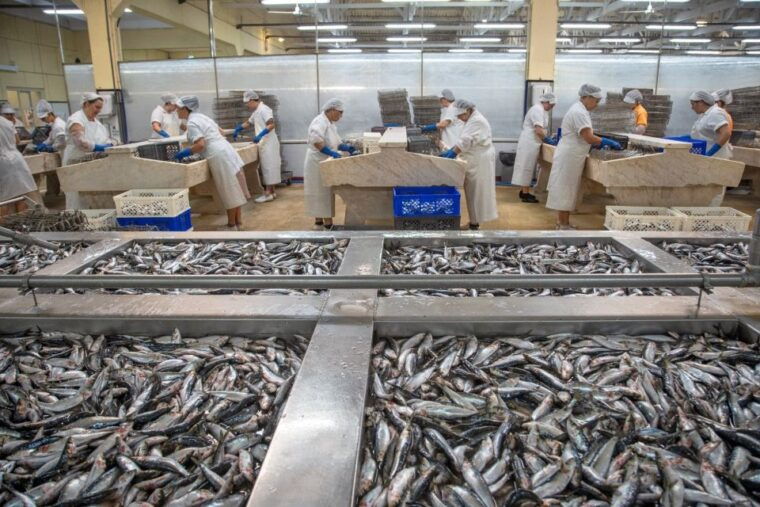 matosinhos-conservas-pinhais-factory-tour