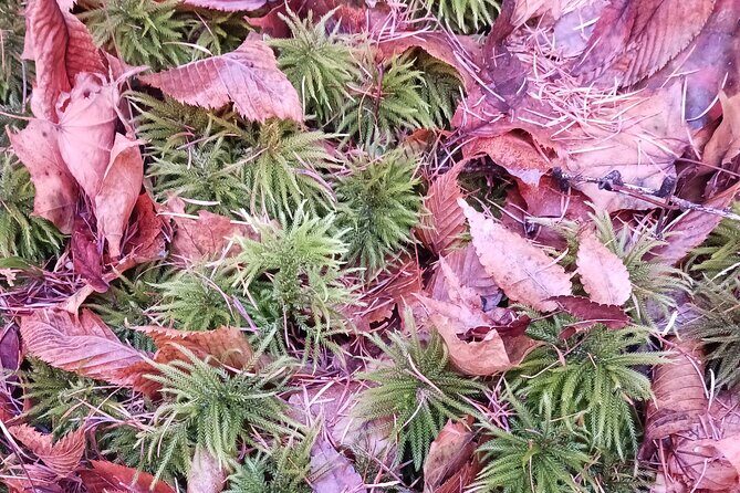 Matsumoto Mt.Hachibuse - Key Points