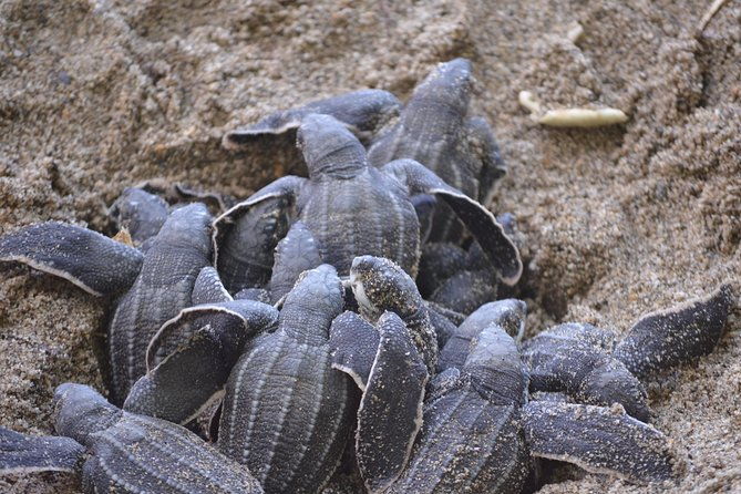 matura-beach-turtle-watching-experience