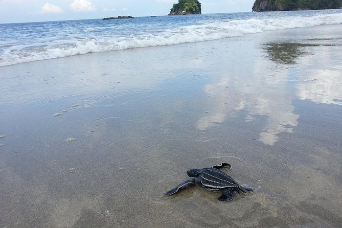 matura-beach-turtle-watching-experience