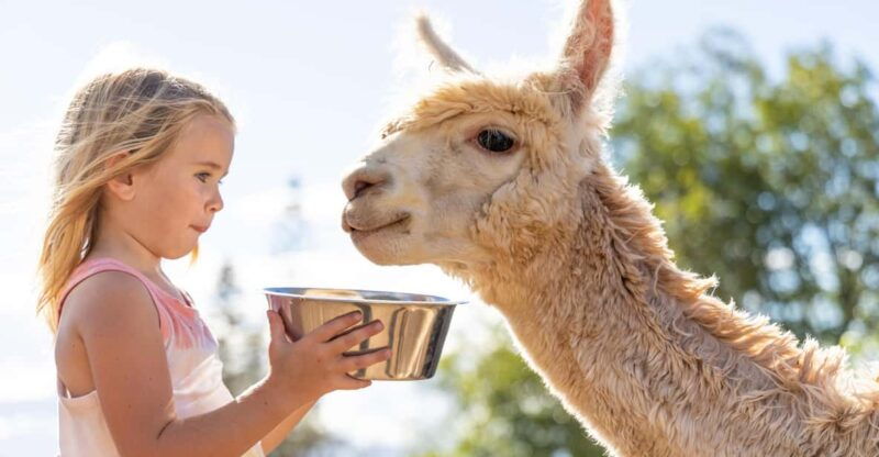 maui-alpaca-farm-visit-with-hands-on-activities