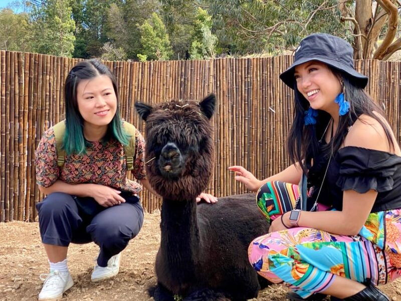 maui-alpaca-farm-visit-with-hands-on-activities