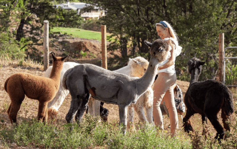 maui-alpaca-farm-visit-with-hands-on-activities