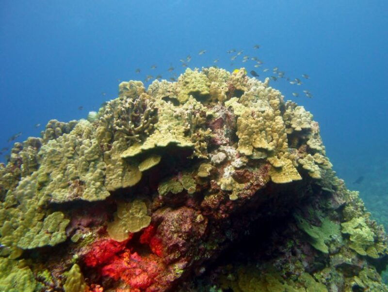 maui-beach-shoreline-snorkel