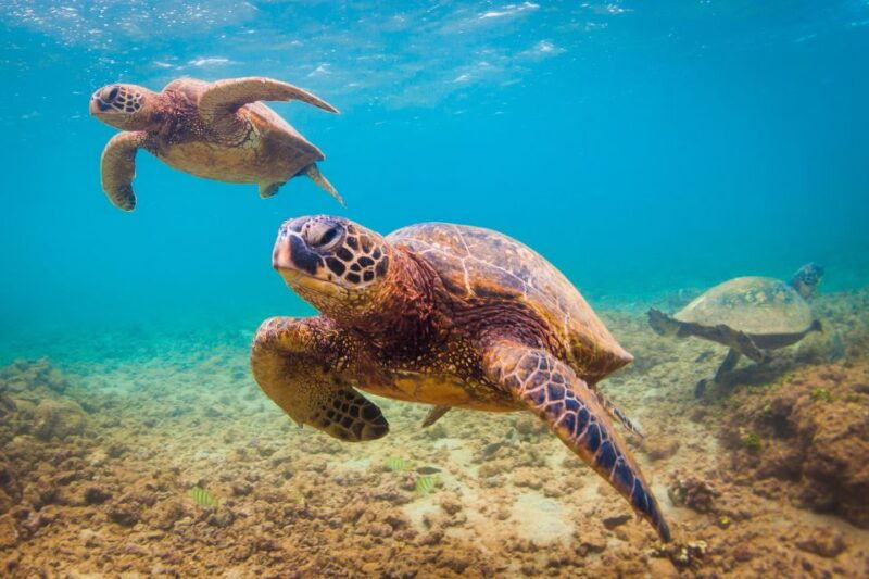 maui-beach-shoreline-snorkel