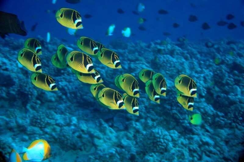 maui-beach-shoreline-snorkel