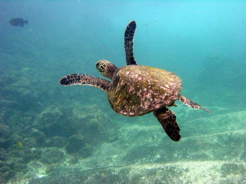 maui-beach-shoreline-snorkel