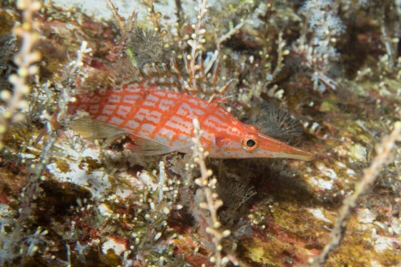 Maui: Beginner Discovery Scuba Dive Excursion from Lahaina - Maui: Beginner Discovery Scuba Dive Excursion from Lahaina – A Full Breakdown