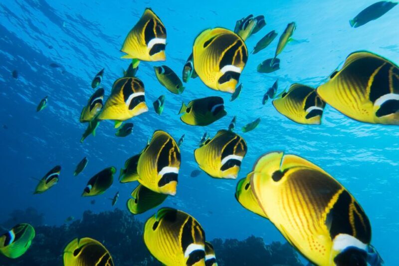 Maui: Beginner Discovery Scuba Dive Excursion from Lahaina - Final Thoughts: Is This Tour Right for You?