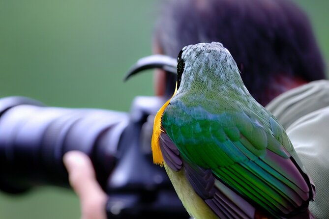 maui-birdwatching-at-maui-bird-house