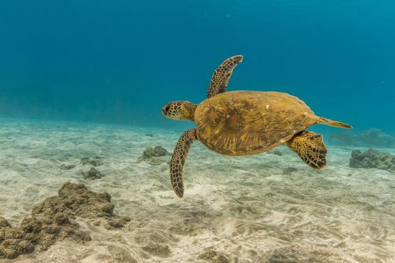 maui-captains-call-afternoon-snorkel-adventure