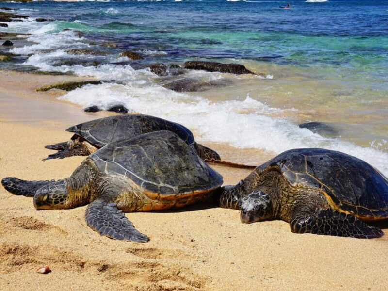 maui-custom-elite-tour-with-escalade-meals