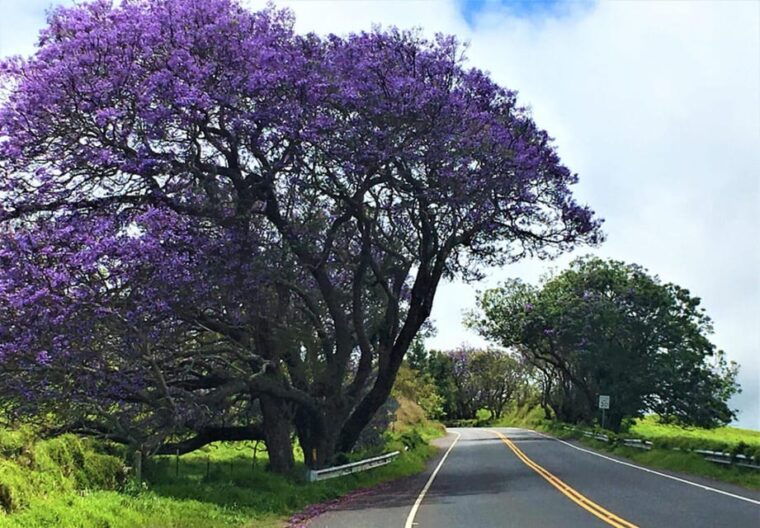 maui-custom-elite-tour-with-escalade-meals