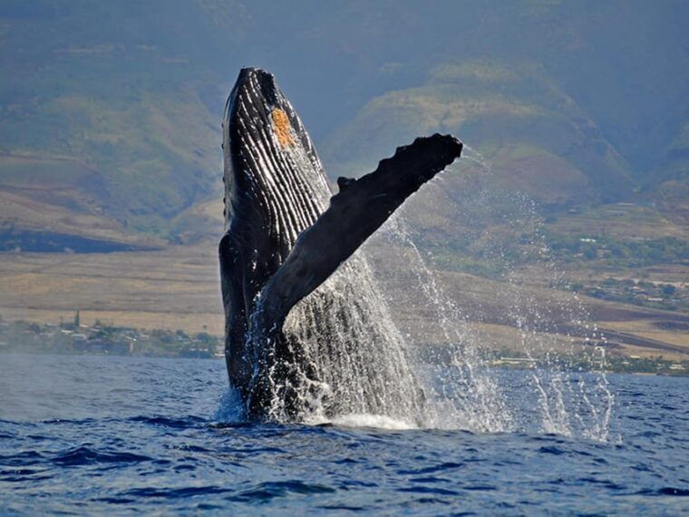 maui-custom-elite-tour-with-escalade-meals