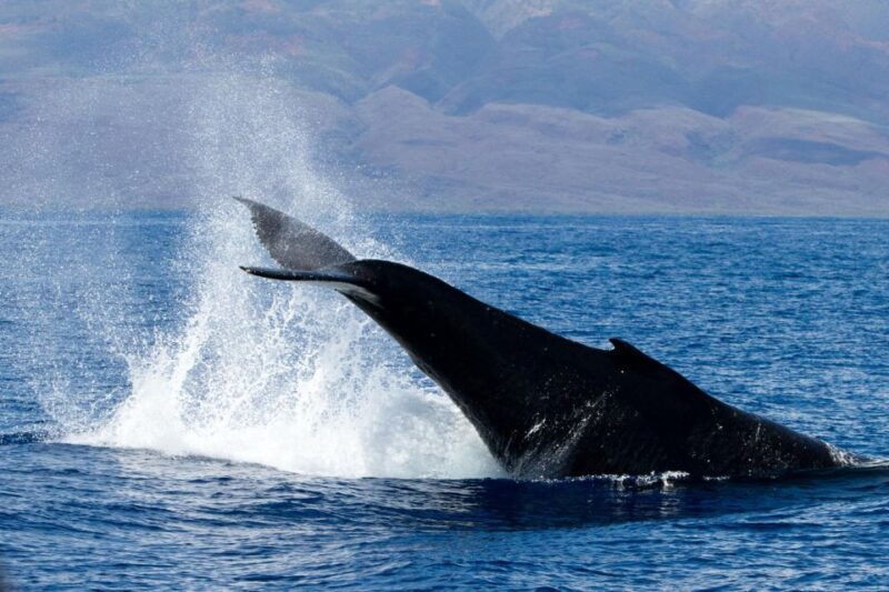 maui-deluxe-whale-watch-sail-lunch-from-maalaea-harbor