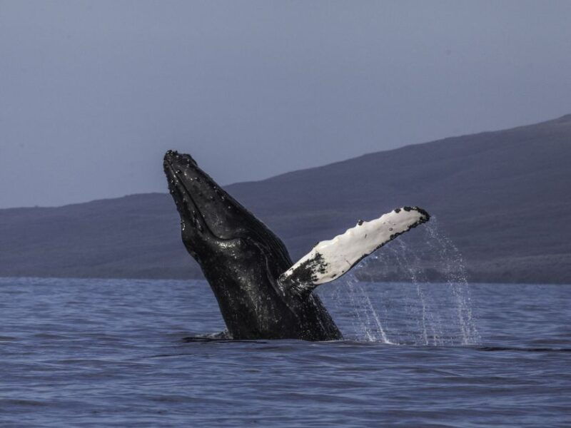 maui-deluxe-whale-watch-sail-lunch-from-maalaea-harbor