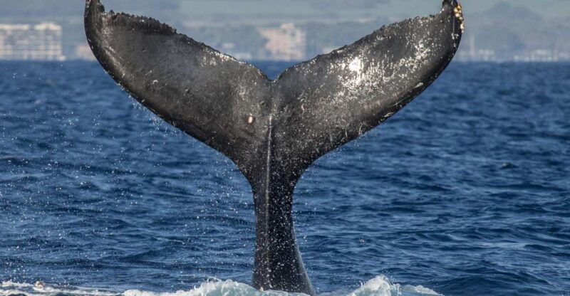 maui-deluxe-whale-watch-sail-lunch-from-maalaea-harbor
