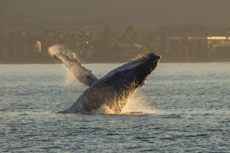 maui-deluxe-whale-watch-sail-lunch-from-maalaea-harbor