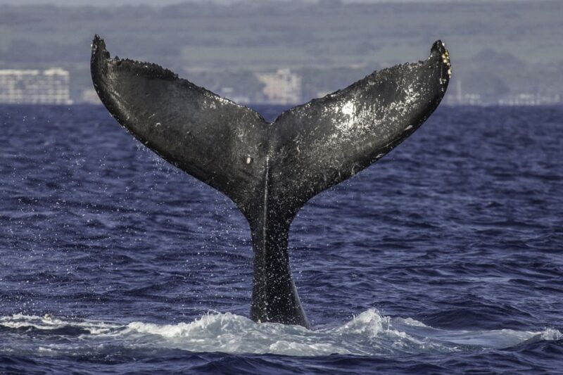 maui-deluxe-whale-watch-sail-lunch-from-maalaea-harbor