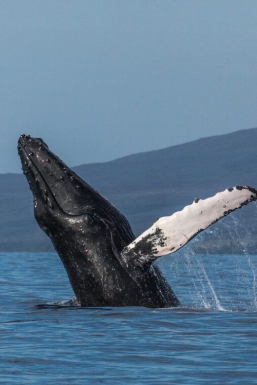 maui-deluxe-whale-watch-sail-lunch-from-maalaea-harbor