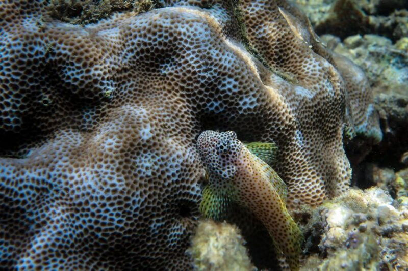 maui-eco-friendly-conservation-scuba-dive-certified-divers