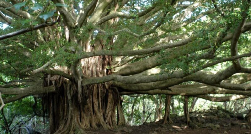 maui-full-day-hiking-tour-with-lunch