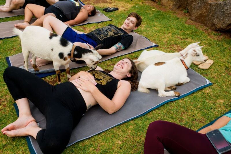 maui-goat-yoga-with-miniature-goats