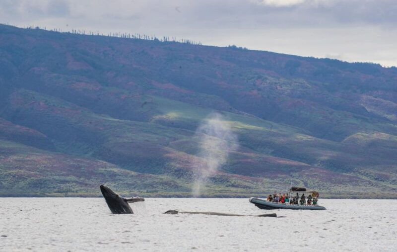 maui-guided-whale-watching-tour-on-eco-raft