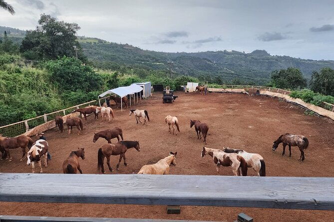 maui-horseback-adventure-at-circle-m-ranch-with-real-cowboys