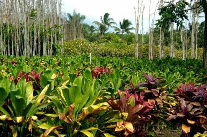 maui-island-private-day-tour-2