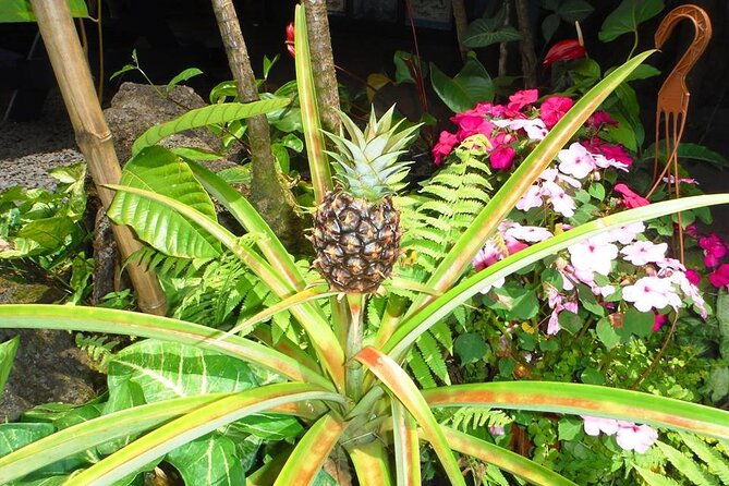 maui-island-private-day-tour-2